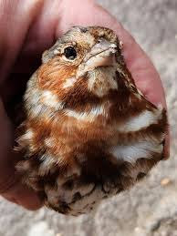 I believe this is a Blackpoll Warbler -seen and photographed