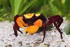 Image result for Lepidagathis pallescens