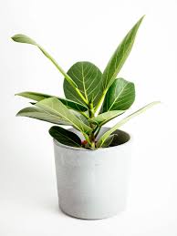 Image result for Ficus demeusei