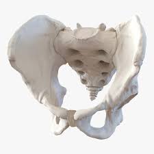 Male Pelvis Skeleton 3d Model Ad Pelvis Male Model Skeleton Skeleton Anatomy Anatomy Art Skull Art