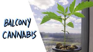 Get more indoor weed growing tips from the best selling marijuana grow book! Balcony Cannabis Grow How Much Can We Grow Without Led Lights Youtube