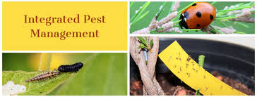 How do ipm programs work? Integrated Pest Control Management Services