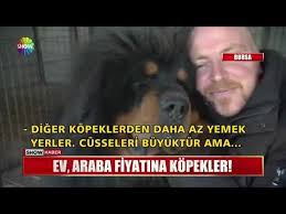 En Guclu Sese Sahip Olan 10 Kopek Ve Ses Kayitlari Youtube
