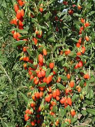 Image result for Rubus ellipticus