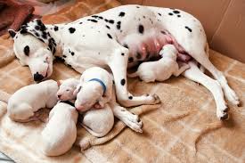 Thankfully the surgery is fairly uncomplicated and actually is performed on an outpatient basis. How Much Does It Cost To Spay Or Neuter A Dog Daily Paws