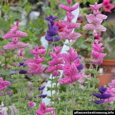 Image result for Viridivia