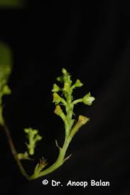Image result for Polystachya melanantha