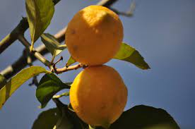 Fotos Gratis Citrico Lemontree Citronela Arbol Naturaleza Fruta Arbol De Frutas Agrios Comida Amarillo Naranja Amarga Planta Floreciendo Nispero Yuzu Cidra Flor Produce Limon Dulce Valencia Naranja Pomelo Diospirosis Ciruela