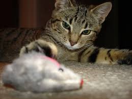 Signs and symptoms of brain cancer in cats if your pet displays these signs or symptoms of brain cancer, have your pet examined by your primary care veterinarian as soon as possible. Good News Your Cat Won T Give You Brain Cancer T Gondii Live Science