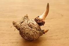 What the Heck is Devil's Tongue? - Farmers' Almanac - Plan ...