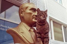 30 Agustos Zafer Bayramimiz Kutlu Olsun 30agustos Zaferbayrami Ataturk Kedi Kedigiller Instagram Instacats Cutecats P Evcil Hayvanlar Hayvan Kedi