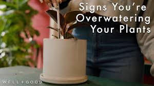 Drooping leaves (clawing downward), your leaves are starting to droop after you water you plants a couple hours late. 2 Sneaky Signs You Are Overwatering Your Plants Well Good