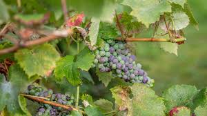 Bild zum themencontest herbst in der gruppe. Wein Im Eigenen Garten Anbauen Ndr De Ratgeber Garten