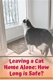 Leaving A Cat Home Alone How Long Is Safe Cat House Home Alone Cats
