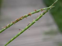 Image result for Hemarthria