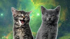 Android Icin Kedi Sarkisi Miyav Miyav Internetsiz Apk Yi Indir