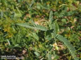 Image result for Aeschynomene indica
