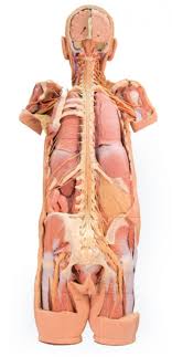The nervous system maintains internal order within the body by coordinating the activities of muscles and organs, receives input from sense organs, trigger reactions, generating learning and understanding, and providing protection from danger. Nervous System Dissection Posterior View 3d Anatomy Series Erler Zimmer