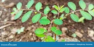 Image result for Phyllanthus muellerianus
