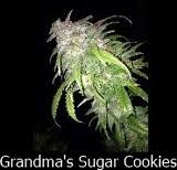 Platinum jack's cookies cannabis strain by alpinstash is a sativa leaning hybrid. Grandma S Sugar Cookies Johnston S Genetics Cannabis Strain Info
