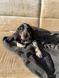 Image result for malý modrý gaskoňský honič