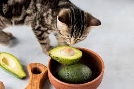 According to the data collected from the aspca poison control center, persin is mostly poisonous to animals like horses, cattles, birds and goats. Can Cats Eat Avocado Great Pet Care