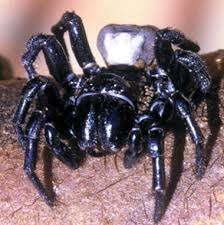 Three distinct spider families are known these spiders have a dangerous bite. Difference Between Sydney Funnel Web Spider And Brazilian Wandering Spider Compare The Difference Between Similar Terms