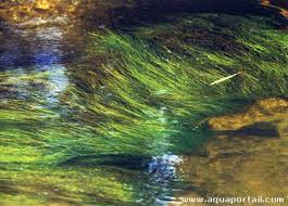 Image result for Eriocaulon setaceum