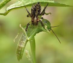 Do jumping spiders feed on other spiders? Moths Pretend To Be Spiders To Escape Attack Ask A Biologist
