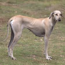 Chippiparai Dog Info History Temperament Training Puppy Pictures All images you submit will be made available via the dog api endpoints. chippiparai dog info history