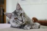 10 Largest Cat Breeds — Photo Gallery - Vetstreet