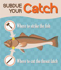 How To Clean And Gut A Fish Fix Com