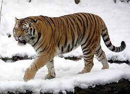 Siberian Tiger - Wikipedia