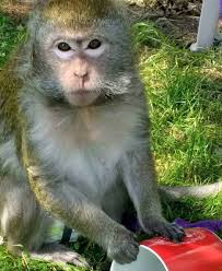 Maybe you would like to learn more about one of these? Buying A Pet Monkey How Much Does A Baby Monkey Cost