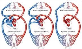 Heart and blood vessels, circulatory system, concept. Diagram For The Normal Heart Circulatory System Left For A Single Download Scientific Diagram