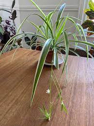 Spider Plant