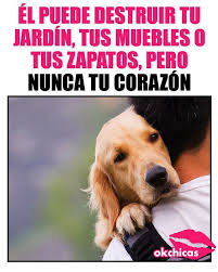 Jamas Perritos Mascota Amor Perros Tristes Perros Frases Animales Frases