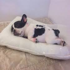 The best selection of royalty free french bulldog sleep vector art, graphics and stock illustrations. Sleeping French Bulldog Puppy On His Belly With Tongue Sticking Out Baby Spotted Frenchie Frenchy Bulldog Puppies Really Cute Puppies French Bulldog Puppies