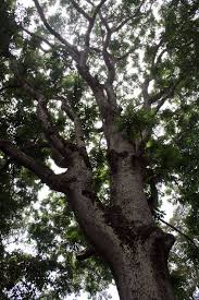 Image result for Canarium schweinfurthii