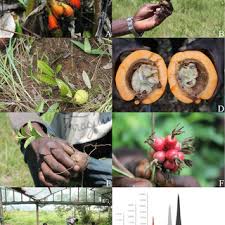 Image result for Raphionacme lanceolata