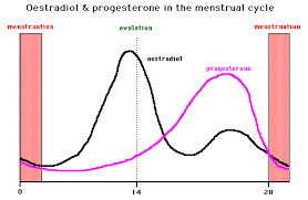Graph Of Sex Hormone Levels During The Menstrual Cycle