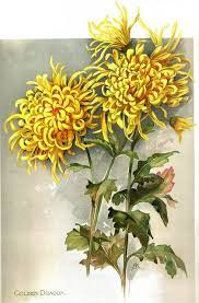 Dragon Chrysanthemum Painting Chrysanthemum Flower Botanical Painting