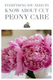 Check spelling or type a new query. Everything You Need To Know About Cut Peony Care Petite Haus
