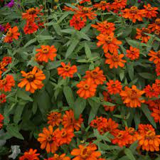 Elles s'épanouissent sur des plantes vigoureuses et compactes de juillet jusqu'aux gelées. Zinnia Profusion Double F1 Series Norseco