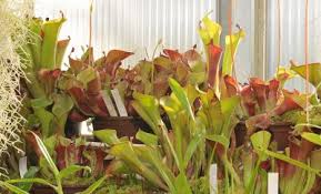 Image result for Cyanastrum johnstonii