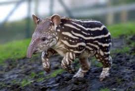 Resultado de imagen para Tapir de montaña