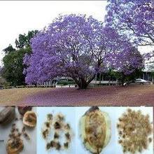 We did not find results for: 200pcs Wholesale 100 Authentic Jacaranda Mimosifolia Seeds Flower Seeds Rare Plants Bonsai Organic Seeds Seed Necklace Bonsai Seedsbonsai Plant Seeds Aliexpress
