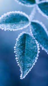 See more ideas about cute illustration, girly art, anime art girl. Icy Blue Wintery Cool Cute Wallpaper Backgrounds Flower Art Cool Wallpapers For Phones