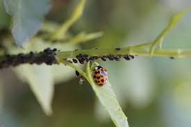Boric acid for roaches can be found and purchased easily today. Borax Vs Boric Acid For Pest Control Which Is Better