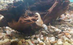 This monster claw serves as a way to communicate, fight for dominance, dig burrows, and woo females. Gold Claw Fiddler Crabs In Living Things Pet Centre Facebook
